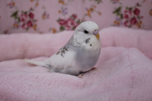 お問い合わせ殺到！ジャンボセキセイ　入舎しました　2019.8.27