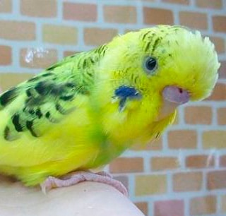 とても人懐っこいジャンボセキセイインコ（ハルクイン）