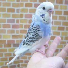 ジャンボセキセイインコ　ブルー系　ヒナ餌卒業済み　８月３１日