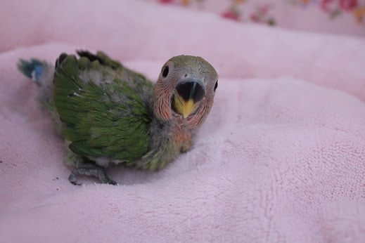 挿餌３回！！　コザクラインコ　ノーマルカラー　2019.8/1入舎