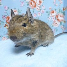 デグー　ノーマル　男の子　８月１５日