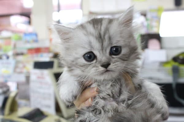 ミックス猫　母チンチラゴールド×父ブリテッシュショートヘアーブルー　男の子