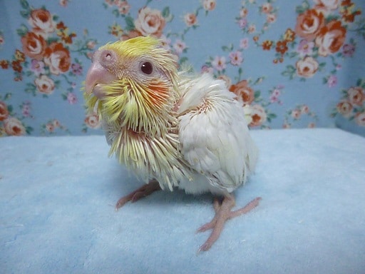 手乗りオカメインコ　ルチノー　ヒナ　９月２６日