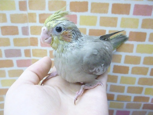 手乗りオカメインコ　シナモン　ヒナ　９月２８日