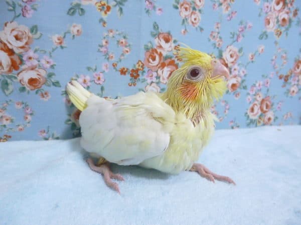 手乗りオカメインコ ルチノー ヒナ 9月19日 手乗りオカメインコ ルチノー ヒナ 9月19日