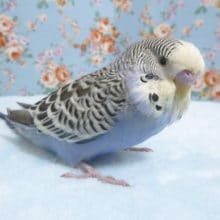 手乗りジャンボセキセイインコ　ブルー　９月１６日