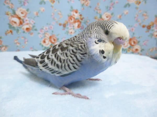 手乗りジャンボセキセイインコ　ブルー　９月１６日