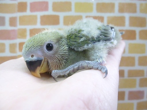 手乗りコザクラインコ　ノーマル　ヒナ　９月７日