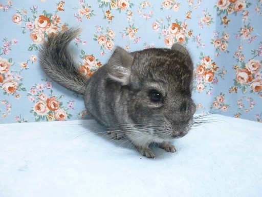 チンチラ　ノーマルグレー　女の子　９月２２日