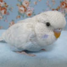 手乗りジャンボセキセイインコ　ブルースパングル　ヒナ　９月１５日