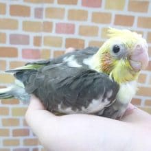 手乗りオカメインコ　パイド　ヒナ