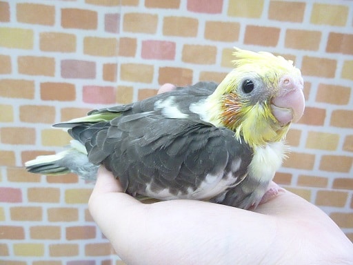手乗りオカメインコ　パイド　ヒナ