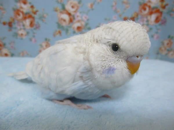 手乗りジャンボセキセイインコ　ブルースパングル　ヒナ　９月１５日