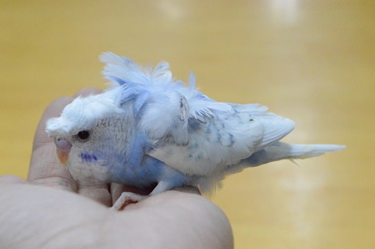 久しぶり！！　羽衣セキセイインコ　ブルースパングル
