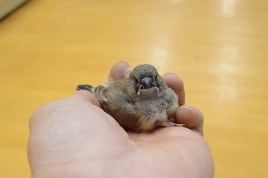 小さくて可愛い！！　キンカ鳥　ヒナ♡