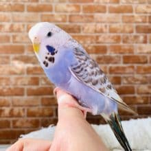 色が濃いジャンボセキセイインコさん♪