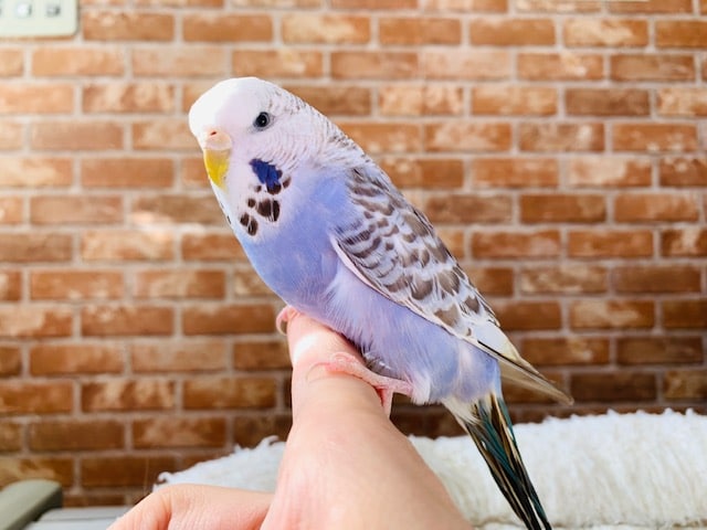 色が濃いジャンボセキセイインコさん♪