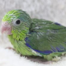 ノーマルのマメルリハさん入舎！