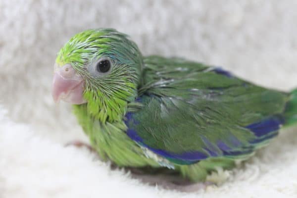 ノーマルのマメルリハさん入舎！