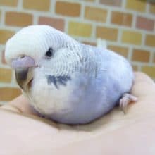 手乗りジャンボセキセイインコ　ブルースパングル　ヒナ　９月１日
