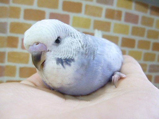 手乗りジャンボセキセイインコ　ブルースパングル　ヒナ　９月１日