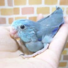 手乗りマメルリハ　ブルー　男の子　１０月１９日