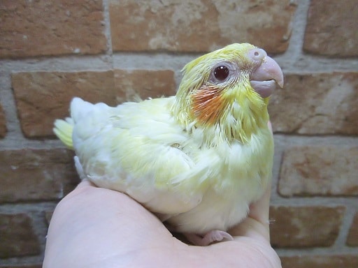 手乗りオカメインコ　ルチノーパール　１０月２２日