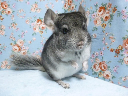 チンチラ　ノーマルグレー　男の子　１０月１０日