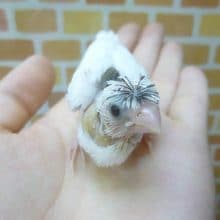 手乗り十姉妹　梵天　ヒナ　１０月２日