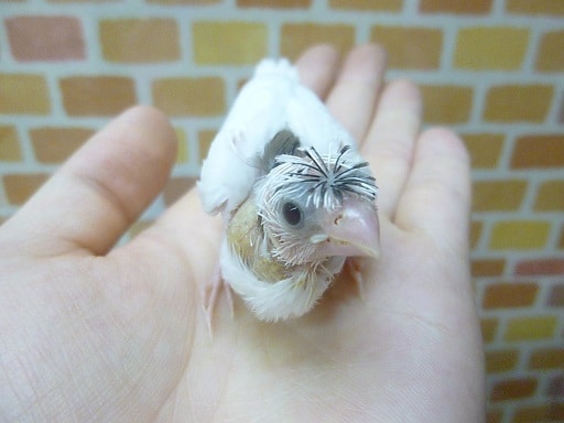 手乗り十姉妹　梵天　ヒナ　１０月２日