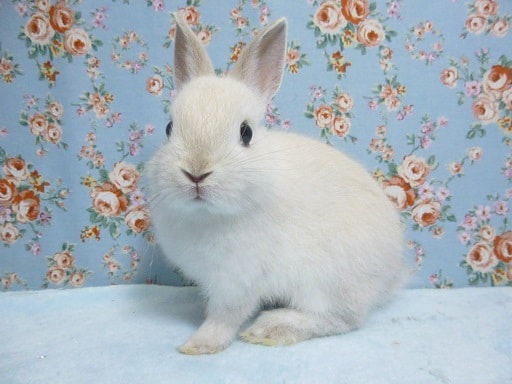 ネザーランドドワーフ　フロスティ　男の子　１０月１３日