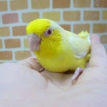 手乗りマメルリハ　ルチノー　男の子　１０月２０日