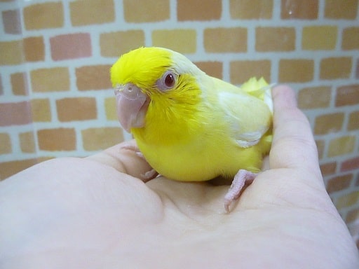 手乗りマメルリハ　ルチノー　男の子　１０月２０日