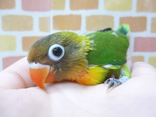 手乗りキエリボタンインコ　ヒナ　１０月３１日