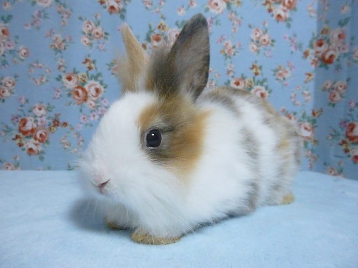 ライオンラビット　ブロークン　女の子　１０月２４日