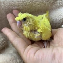 羽根に特徴がある 羽衣セキセイインコさん！