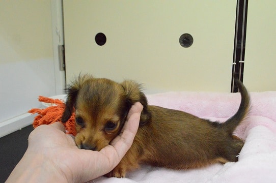 カワイイ♡　ミニチュアダックスフンド　レッド　女の子