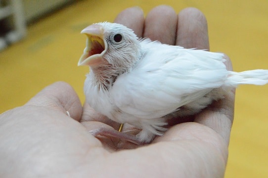 白文鳥　ヒナ　人気！！