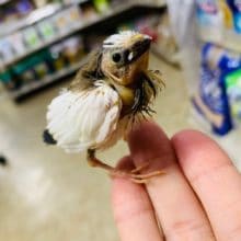 ちっちゃくてかわいい！十姉妹