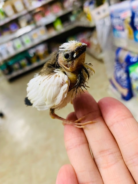 ちっちゃくてかわいい！十姉妹