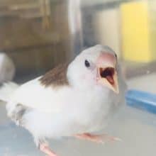 おとなしい性格、十姉妹！