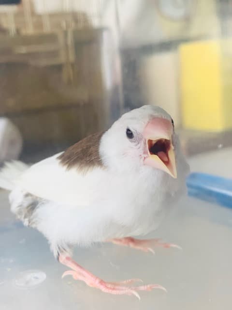 おとなしい性格、十姉妹！