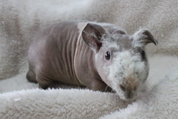 触り心地は人肌？スキニーギニアピッグさん