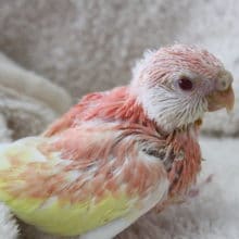 色鮮やかなアキクサインコ入荷♪