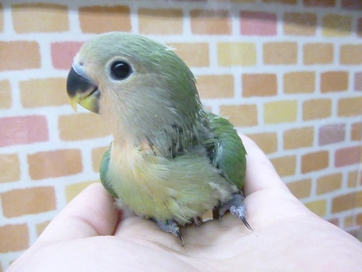 手乗りコザクラインコ　ノーマル　１０月１４日