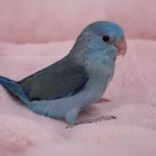 人気カラー！マメルリハ　ブルー　男の子　2019.9/26入舎