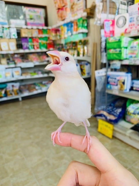 きれいな羽が生えました！シナモン文鳥さん
