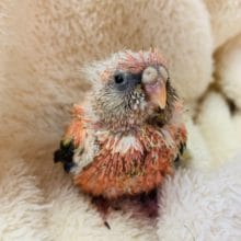 うぶうぶのローズアキクサインコが入舎です☆