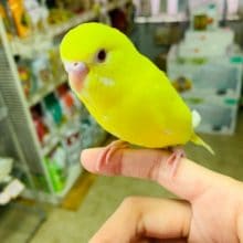 馴れています！セキセイインコさん！