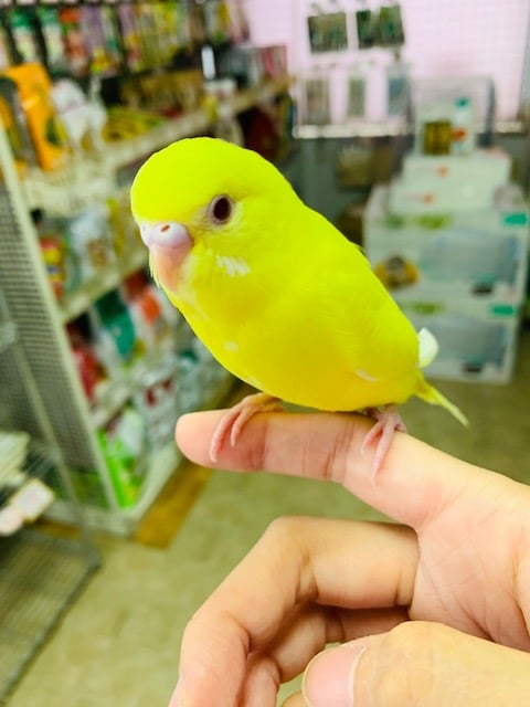 馴れています！セキセイインコさん！
